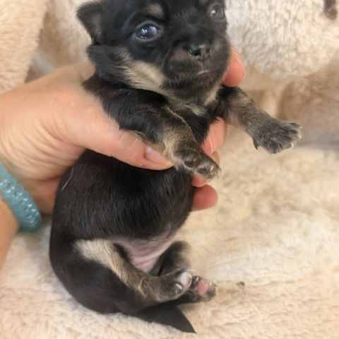 Chihuahua femelles blanc poil court