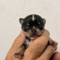 Chihuahua mâle et femelles poil court #3
