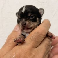 Chihuahua mâle et femelles poil court #4