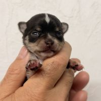 Chihuahua mâle et femelles poil court #5