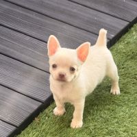 Chihuahua femelles blanc poil court