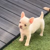 Chihuahua mâle poil court