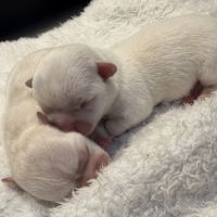 Chihuahua femelles blanc poil court #2