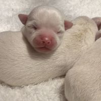 Chihuahua femelles blanc poil court #4