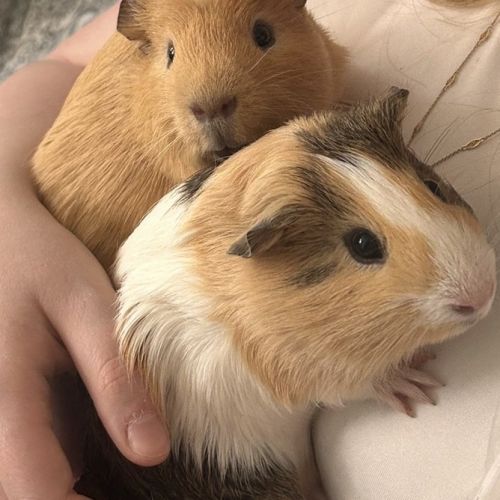 Cochons d’indes à donner! #1