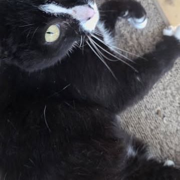 Chat cleo à l adoption #0