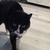 Chat cleo à l adoption #3