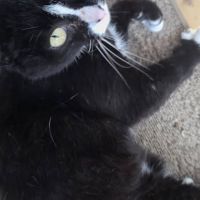 Chat cleo à l adoption
