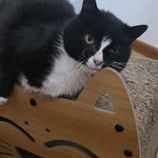 Chat cleo à l adoption #2