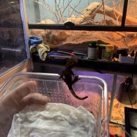 Gecko à crête #1