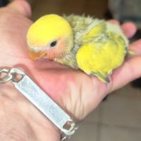 Bébé inséparable #2