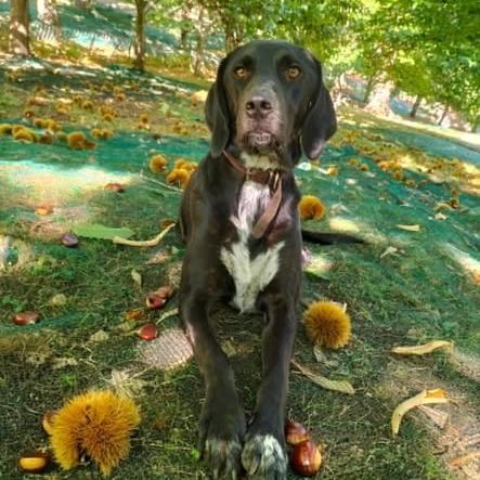 Chien samy à l adoption #0