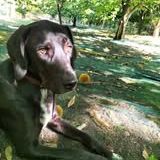 Chien samy à l adoption #2