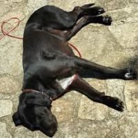 Chien samy à l adoption #3