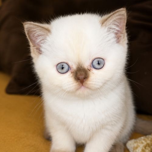 Chaton british femelle yeux bleu rare #2