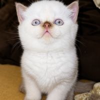 Chaton british femelle yeux bleu rare #0