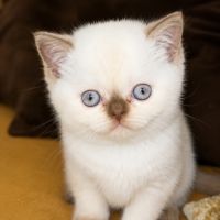 Chaton british femelle yeux bleu rare #2