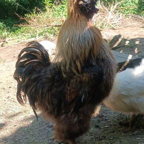 Coq soie perdrix #2