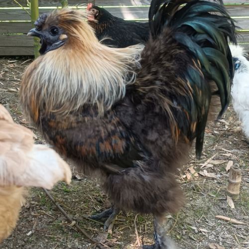 Coq soie perdrix #3
