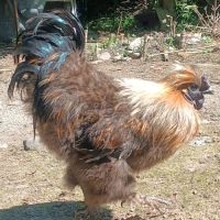 Coq soie perdrix