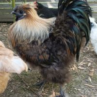 Coq soie perdrix #3