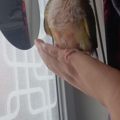 Conure molinae eam #3