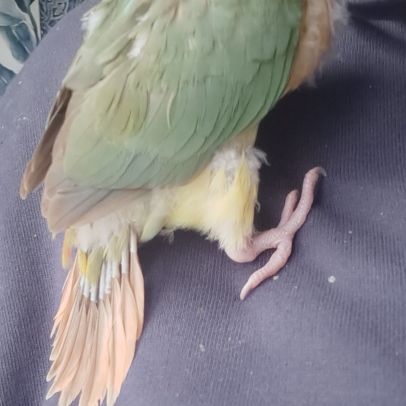Conure molinae eam #4