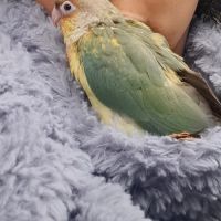 Conure molinae eam #2