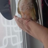 Conure molinae eam #3