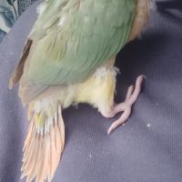 Conure molinae eam #4