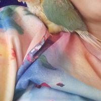 Conure molinae eam #6