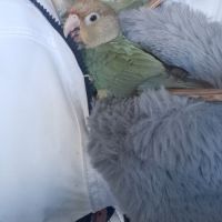 Conure molinae eam #8