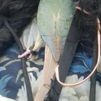 Conure molinae eam #9
