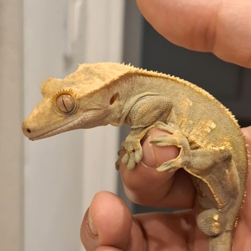 Gecko à crête à donner (+ vivarium) #2