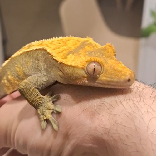 Gecko à crête à donner (+ vivarium) #3