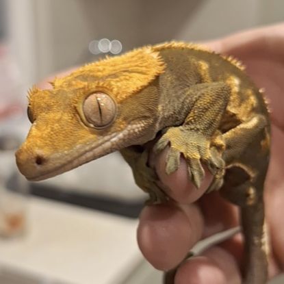 Gecko à crête à donner (+ vivarium) #4