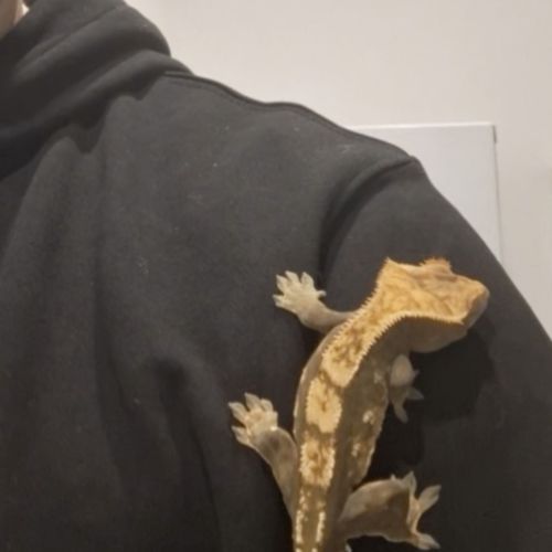 Gecko à crête à donner (+ vivarium) #8
