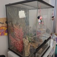 Gecko à crête à donner (+ vivarium) #0