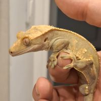 Gecko à crête à donner (+ vivarium) #2
