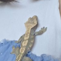 Gecko à crête à donner (+ vivarium) #6