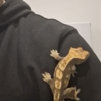 Gecko à crête à donner (+ vivarium) #8