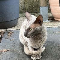 Donne 2 chats mâles cornish rex #1