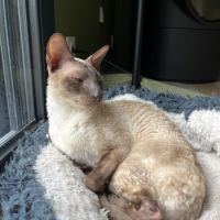 Donne 2 chats mâles cornish rex