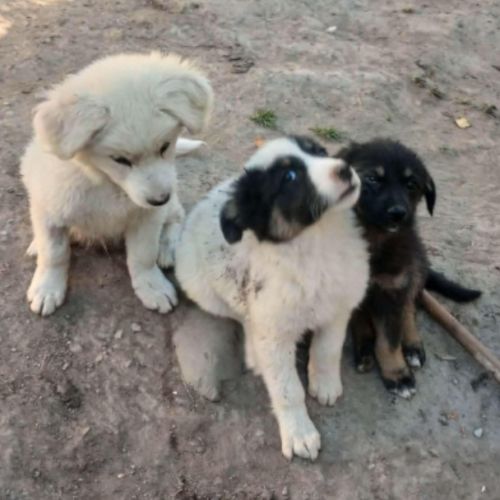 Terra petit bebe cherche une famille #9