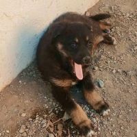 Terra petit bebe cherche une famille #1