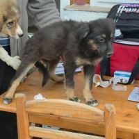 Terra petit bebe cherche une famille #2