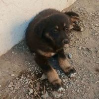 Terra petit bebe cherche une famille #4