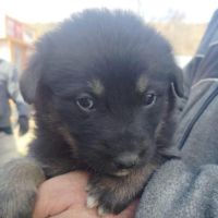 Terra petit bebe cherche une famille