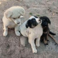 Terra petit bebe cherche une famille #9