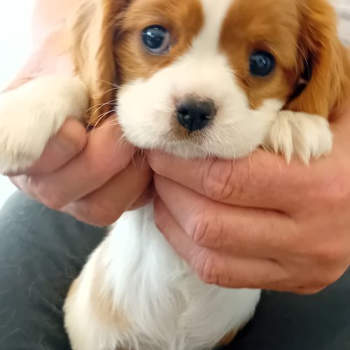 Cav. king charles femelles et mâles blenheim #1